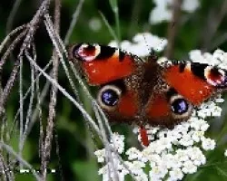 Inachis io L (Pavo Real)