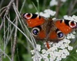  Inachis io L (Pavo Real)
