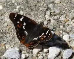 Apatura iris L. (Tornasolada)