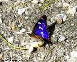 Apatura iris L. (Tornasolada)