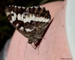 Una mariposa muy cari?Ã‚Â±osa