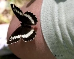 Una mariposa muy cari?Ã‚Â±osa