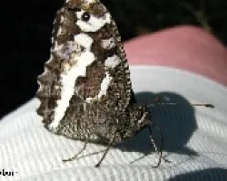 Una mariposa muy cari?Ã‚Â±osa