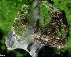Orugas y mariposa