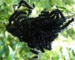 Orugas y mariposa ( Aglais urticae)