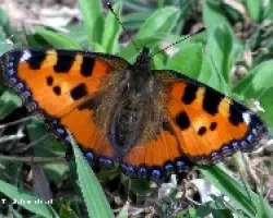 Orugas y mariposa - Aglais orticae