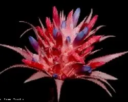 Flor de Aechmea fasciata 