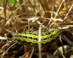 Zygaena, gusano y saco