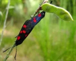 Zygaena, gusano y saco