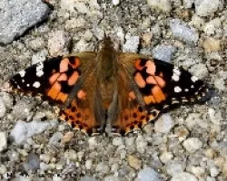 Vanessa cardui con las alas abiertas