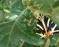Euplagia quadripunctaria Poda- mariposa en hoja de roble