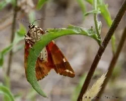Euplagia quadripunctaria Poda- Mariposa 