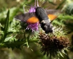 Esfinge colibri