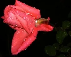 Primeras lluvias de otono