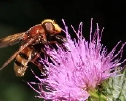 Mosca cernicalo (Volucella inanis)