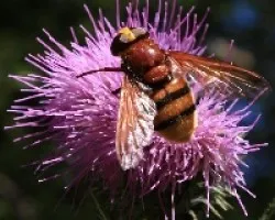 Mosca cernicola (Volucella inanis)