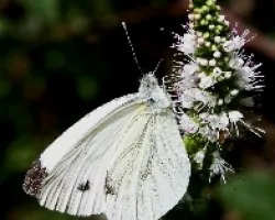 La elegancia de una mariposa