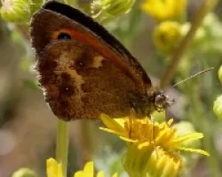 Lobito agreste (Pyronia tithonus)