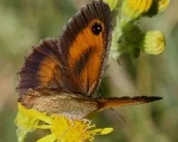 Lobito agreste (Pyronia tithonus)