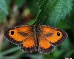 Lobito agreste (Pyronia tithonus)