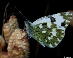 Mariposa con traje de camuflaje