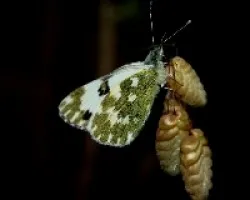 Mariposa con traje de camuflaje