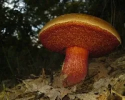 Una seta de otono (Boletus  erythropus