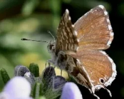 Mariposa de 2cm