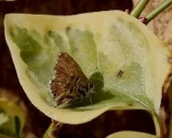 Mariposa de 2cm en hoja