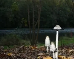 Coprinus comatus ??que ricos!