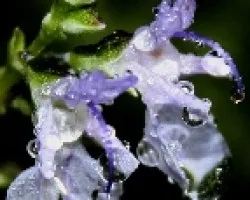 Parecen de cristal