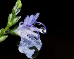 Parecen de cristal