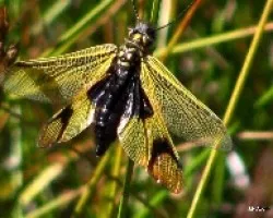 Entre mariposa y libelula