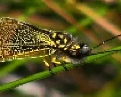 Entre mariposa y libelula