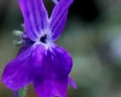 Diminuta flor de los caminos