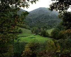 Verde y ocre