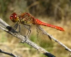 Libelula roja-Odonatos (Sympetrum sanguineum). 