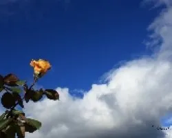 Una rosa y cielo azul