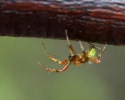 Aranita caramelo