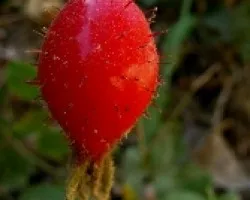 Escaramujo