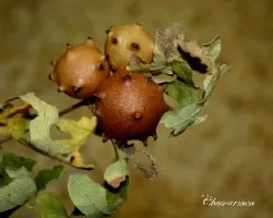 Agallas de roble