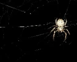 Aranita nocturna  de jardin (Araneus diademata)