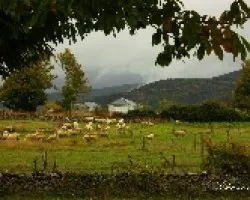 Escenas de campo