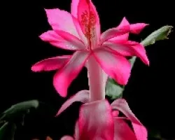 Schlumbergera truncatus