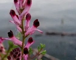 Fumaria comun