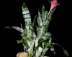 Aechmea fasciata (plata-Vaso)