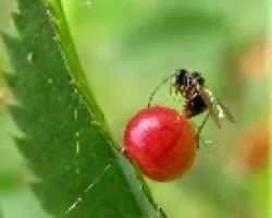 Avispa ladrona de agallas