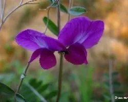 Lathyrus clymenum