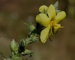 Tientayernos (Vebascum sinuatum)