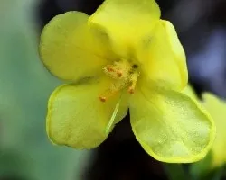 Tientayernos (Vebascum sinuatum)